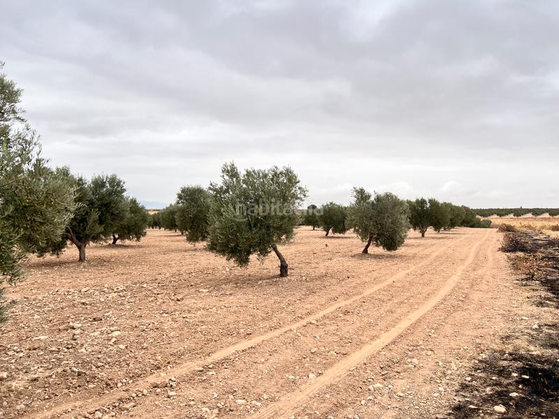 Foto 844e4a54-7991-4e34-9116-1dbb467be020. Landgut in avenida alcázar 14 in Herencia