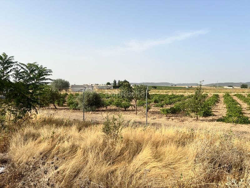 Foto 0aa369a3-b29a-4aa0-8304-d36c089928ac. Finca rústica a Herencia