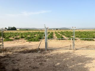 Finca rústica en Herencia. Venta de parcela pegada al pueblo vallada