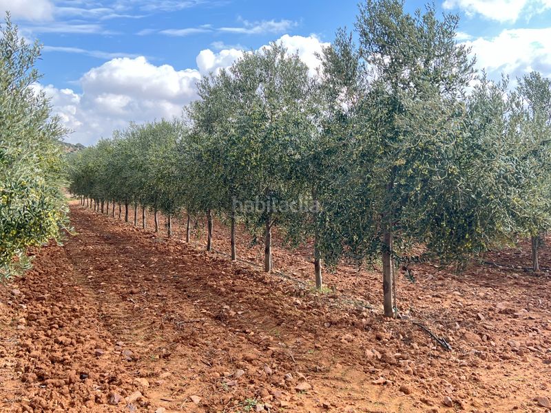 Foto 231c8469-3e34-4363-971e-d2d446309187. Finca rústica a carretera Herencia 14 a Herencia