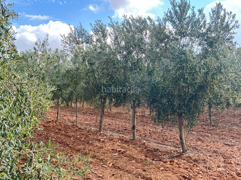 Foto c3e383eb-d575-4f75-a7d4-ee4d41429a18. Finca rústica a carretera Herencia 14 a Herencia