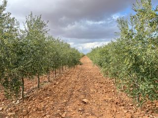 Finca rústica a Carretera herencia 14. Venta de finca de regadio