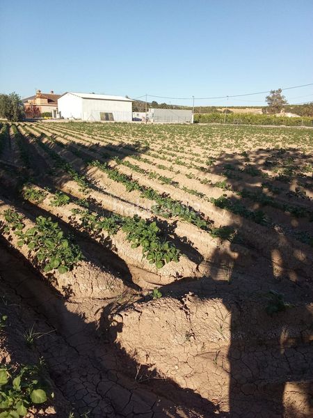 Foto aab56d58-8cae-4ec6-b70b-7a2bd2973825. Masia a Desamparados - Hurchillo - Torremendo Orihuela