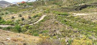 Fondo rustico  Calle vistas. En venta terreno rústico en una zona tranquila de fasnia. cuenta