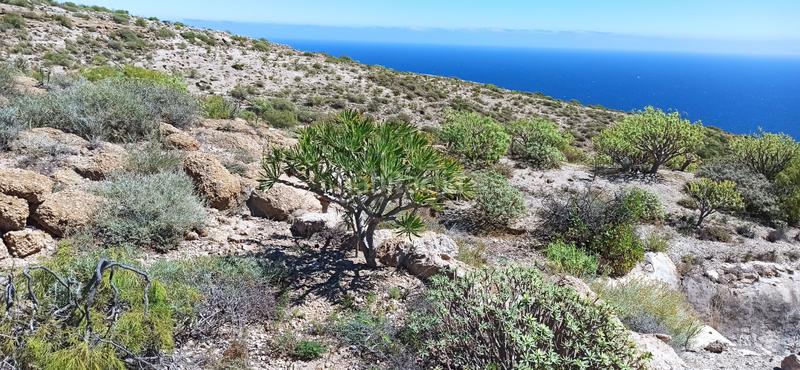 Foto 47d282cc-4cab-4d2f-86e7-4ac1049c0227. Fondo rustico in El Escobonal - Pájara Güímar