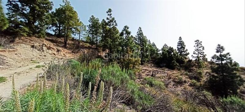 Foto 4726fcd1-7072-4594-a9d2-e51ecba8daa8. Fondo rustico in Fasnia