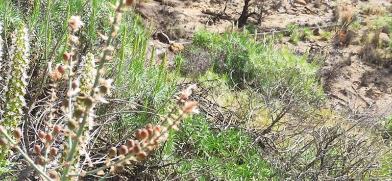 Foto 7a83b0b0-4154-4a31-a167-3afb95cb2e4c. Fondo rustico in Fasnia