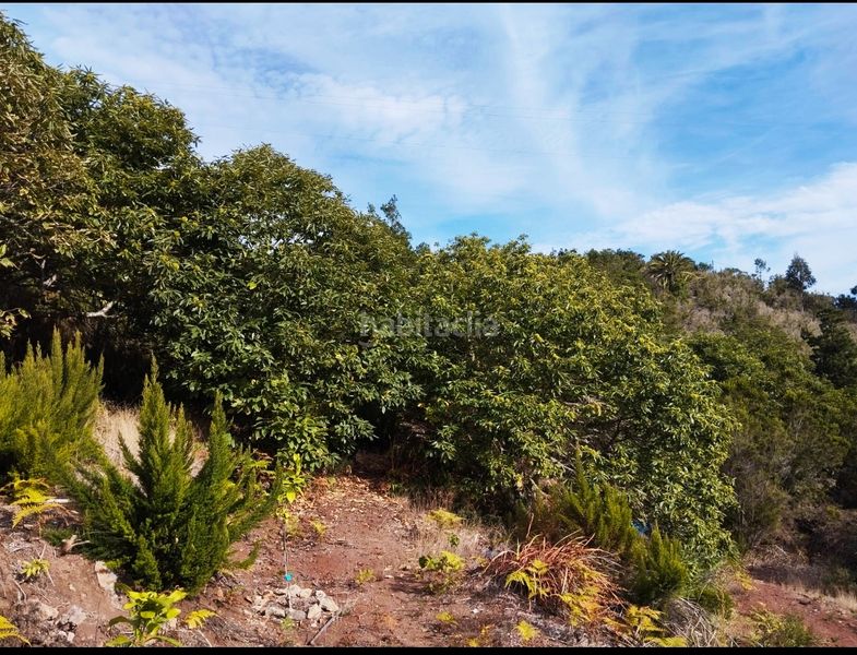 Foto ea5e96ad-ee6a-48ea-9bae-061f9d9c4959. Casale in Agulo
