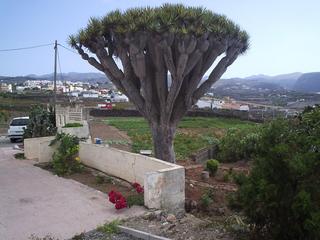 Masia a Santa María de Guía de Gran Canaria