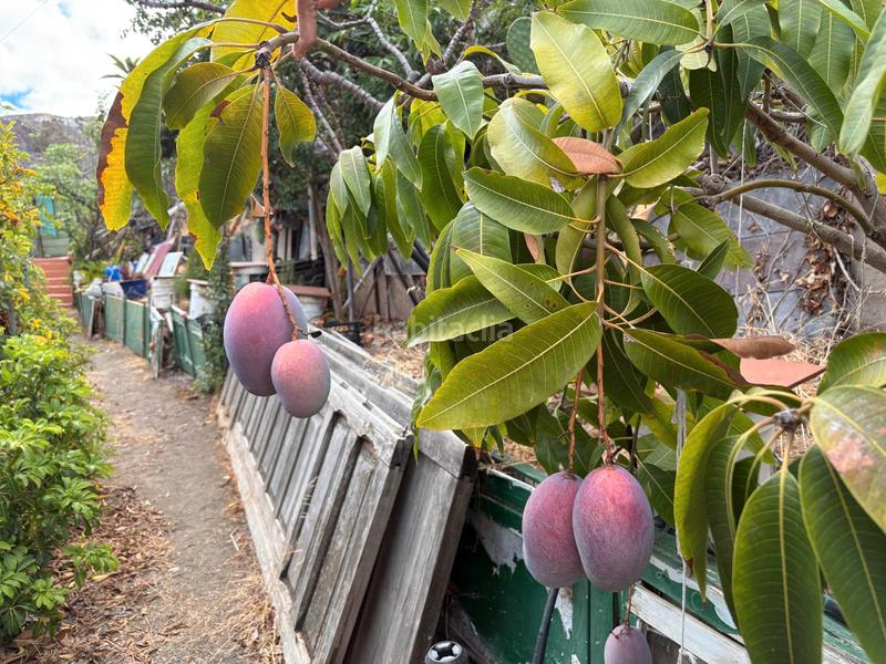 Foto 2e0f25d4-00f6-4d1c-bda7-7d55036b766e. Bauernhof in Valsequillo de Gran Canaria