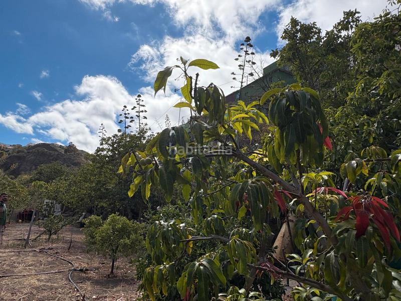 Foto b648d858-c302-425e-a2e2-fc60eaabeae3. Bauernhof in Valsequillo de Gran Canaria