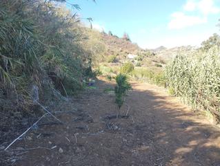 Bauernhof in Vega de San Mateo. Finca rústica en san mateo, en la zona del lomo carbonero.
