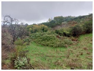 Fondo rustico in Moya