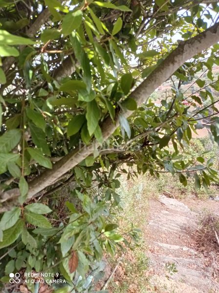 Foto a33c2808-5fb2-444c-ae50-64c554a6aff2. Finca rústica en Moya