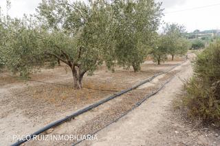 Masia  Camino alejandro. Cortijo en pechina