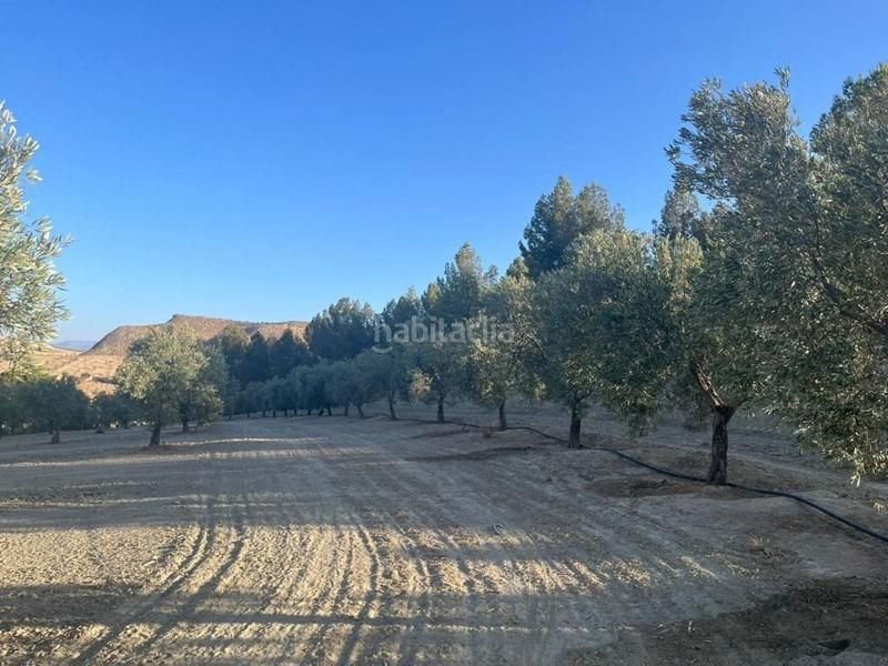 Foto d5d91bd6-a6b0-4ffd-9542-54180ae24264. Masia a Malahá (La)