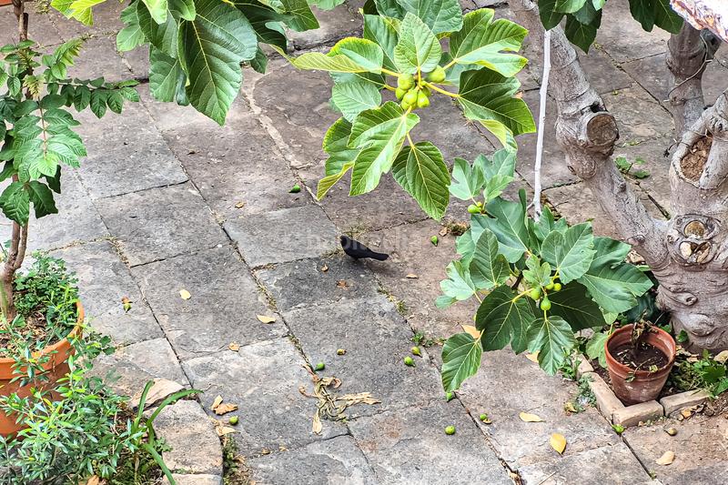 Foto 53624533-00f1-4c68-8773-d6eafd81b0c0. Masia amb aparcament a Cardones Arucas