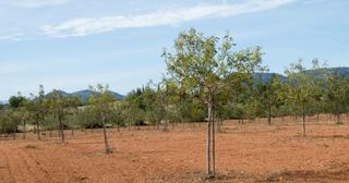 Finca rústica a Carrer sant cristòfol 4