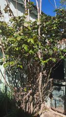 Casa  Calle del obispo paterno 16. Parcela barrio oliver