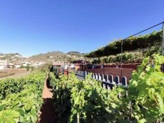 Wohngrundstück in Camino las mercedes 270. Finca con bodega de vino, salón y cocina insdutrial.