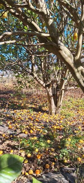 Foto 40d5ddf8-3471-450b-9693-43bde5ee7c3f. Casale con parcheggio in Palo Blanco Realejos (Los)