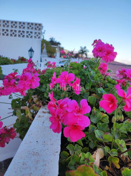 Foto c27826db-5752-4910-8890-f4fd6e63b5a9. Rent chalet in Centro Orotava (La)