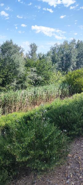 Foto 83635793-cfda-4fcd-b2f7-3364c1f72960. Landgut in margen del rio segura 18 in Rincón de Seca Murcia