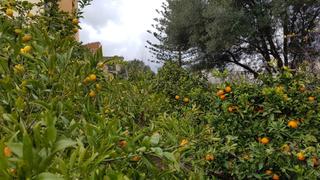 Terrain résidentiel à Son Amonda - Reis Catòlics