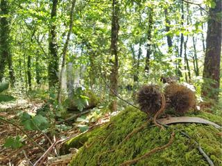 Terreno residencial en Fornelos de Montes