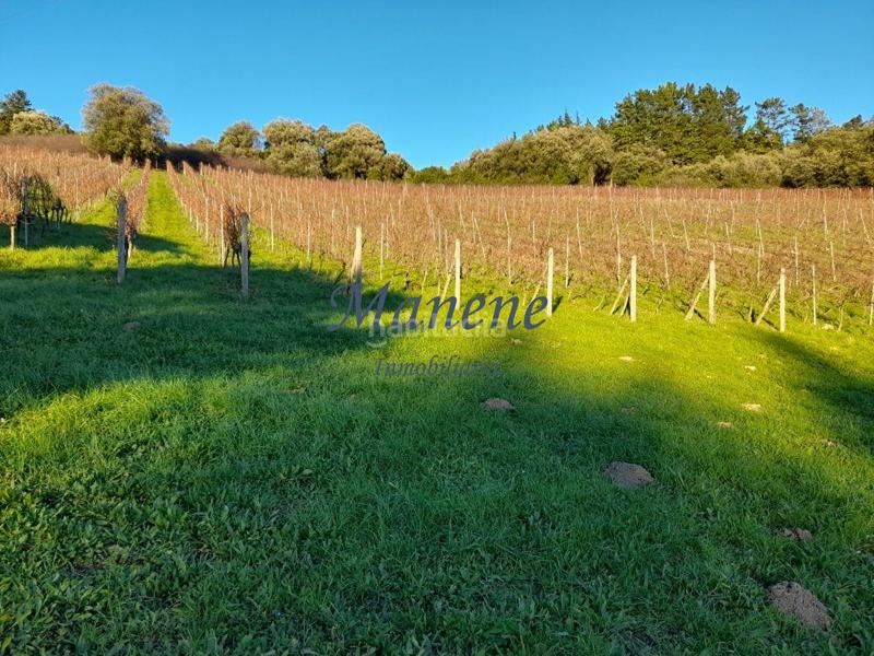 Foto 4c301cf0-dfed-4b32-86a0-91c90069e2ac. Mas dans Larrabetzu