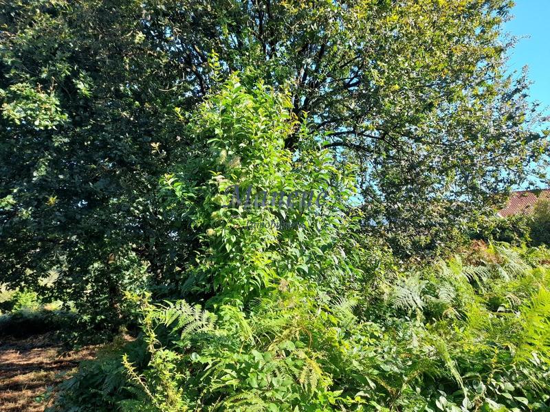 Foto 2f742fc8-962d-480c-8f70-d28422dc33b0. Terrain résidentiel dans Mungia