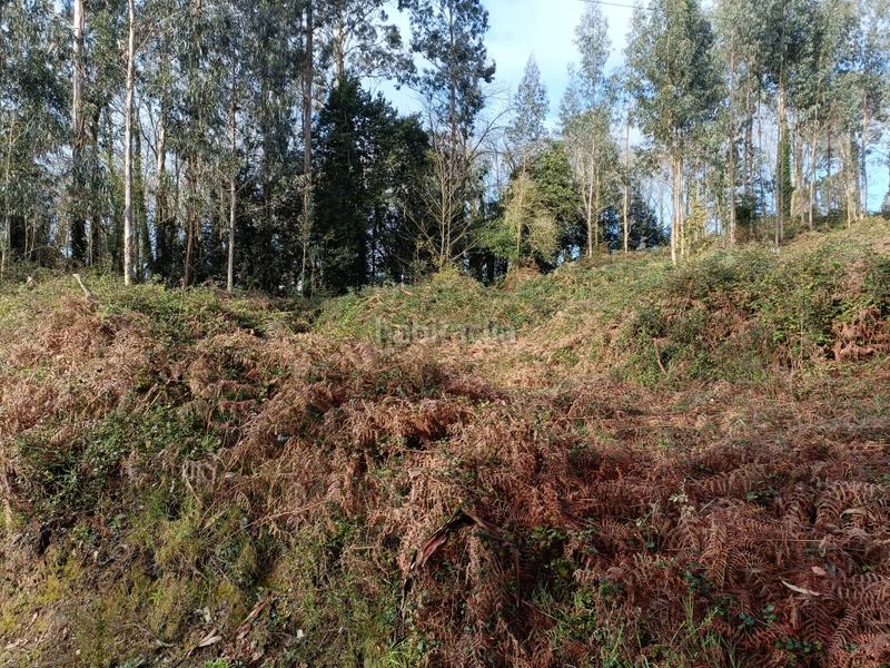 Foto f1c44779-cda3-4c54-8c41-fecfac5137df. Fondo rustico in Oza dos Ríos