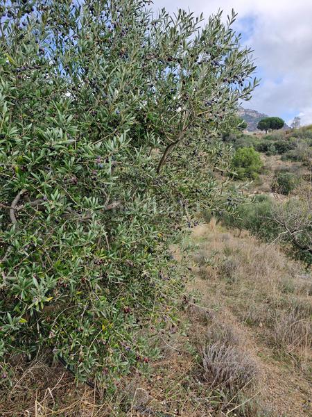 Foto a5c20f00-e496-4d5a-9f76-94edebf28457. Propriété dans Alforja