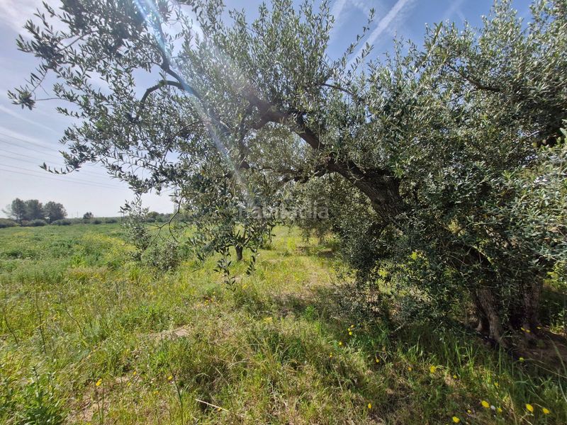Foto b67e3c8b-3bee-40cb-b83c-c5e97a2201c6. Finca rústica en Alcover
