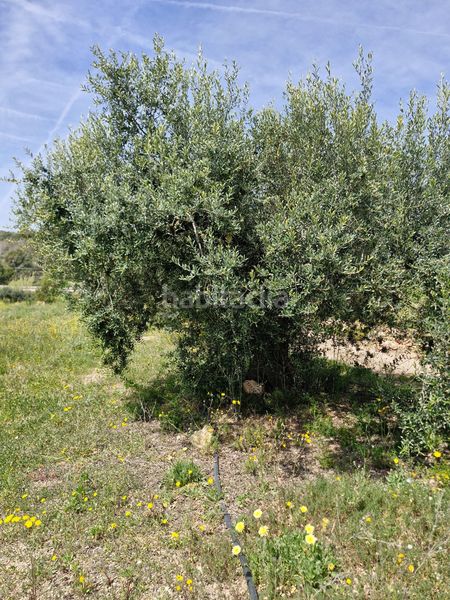 Foto bd86af38-e805-47fb-8a50-17842d9e9713. Finca rústica en Alcover