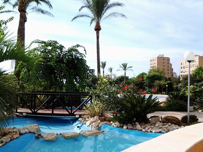 Foto e176eed8-5ab1-4d54-a557-b3efba415909. Apartament amb piscina a Playa Poniente Benidorm
