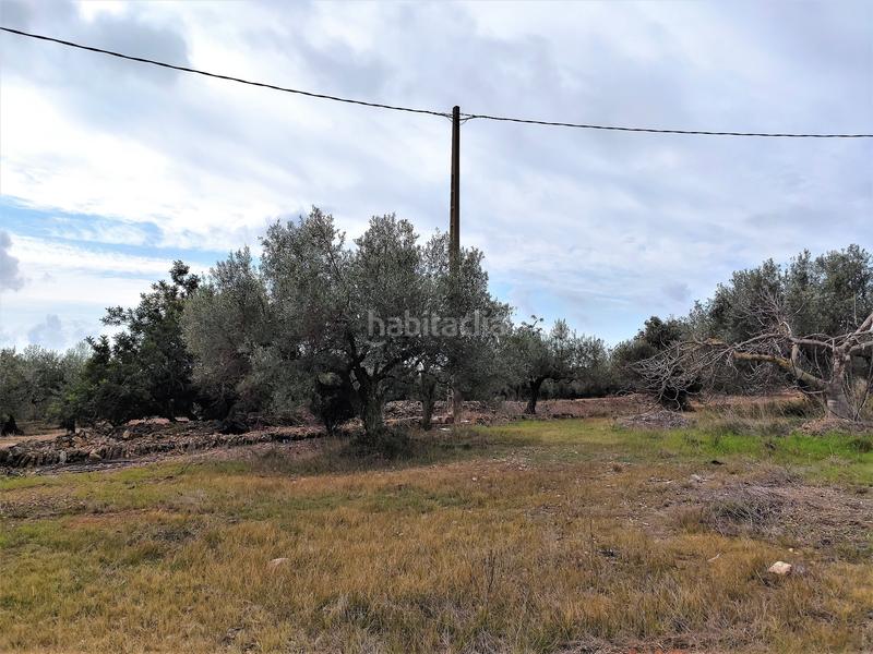 Foto 4001ac1b-867a-4780-9e13-e79daca2e79c. Fondo rustico in Alcanar