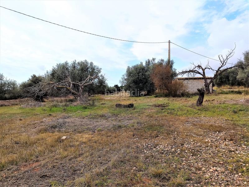 Foto 5405d58a-d8af-4c71-9798-8f59c04d1ac8. Fondo rustico in Alcanar