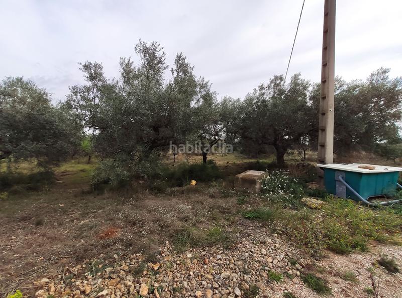 Foto 752ec099-4e86-4429-a13a-201380cdd17c. Fondo rustico in Alcanar