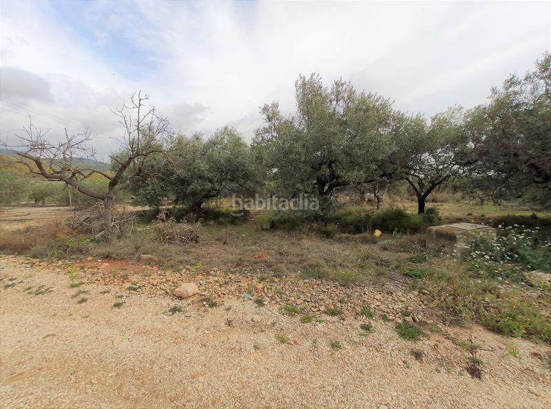 Foto 7e0d5e27-91dc-4c6a-9fa2-a06f26cb58d3. Fondo rustico in Alcanar