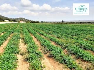 Finca rústica a Valletes - Xiribecs. Finca rústica en venta con casa