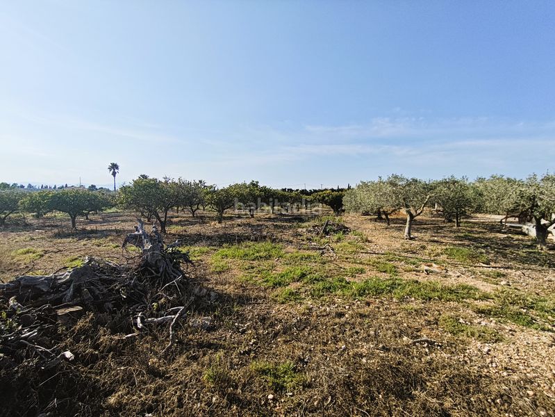 Foto cd96006e-9e50-4b58-9101-a9c1c6b3a81e. Finca rústica a Camarles