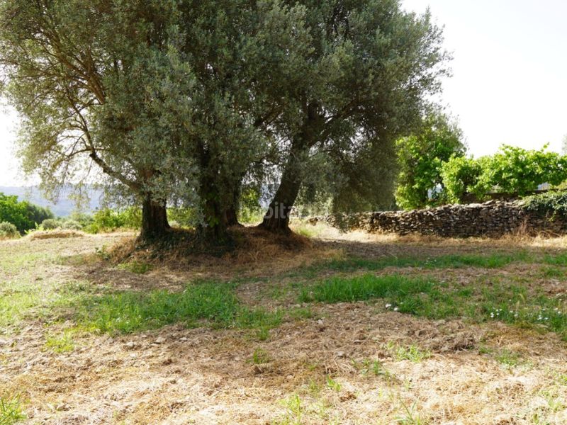 Foto 993d0f05-8a22-49ff-a860-c99cd726c586. Terreno residenziale in camino casa olivera(lecina) 1 in Bárcabo