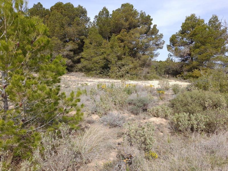 Foto b6b438e4-69b2-4627-bc23-91b8f386b37e. House in Batea