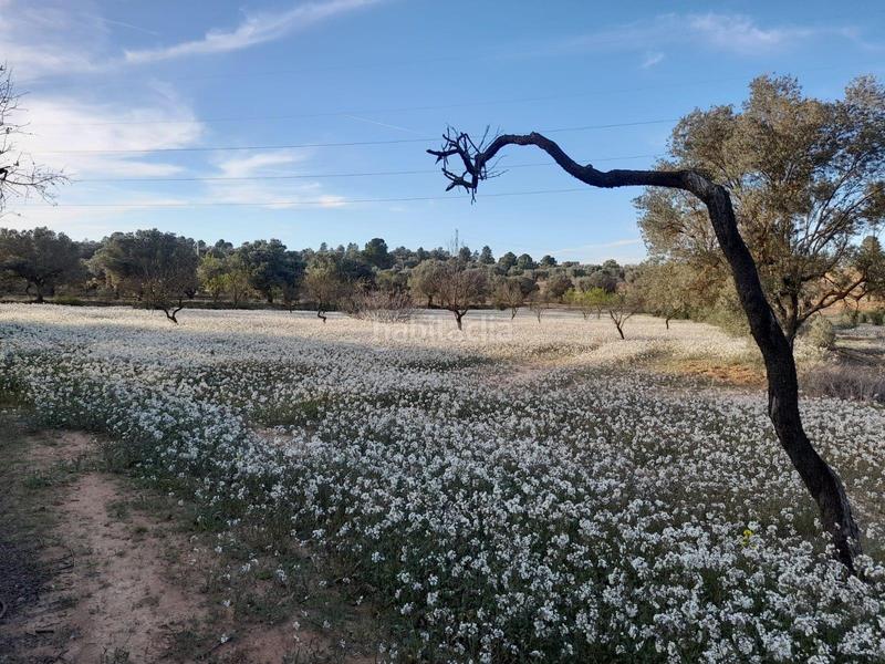 Foto 31fe5e09-c374-4a94-93cd-06f4c24d1709. Finca rústica ocasion fi8nca rustica de 0,6 has con camino asfaltado cerca de asco en Ascó