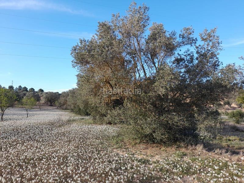 Foto afa7f6c0-246b-484b-b765-8469849a78d0. Finca rústica ocasion fi8nca rustica de 0,6 has con camino asfaltado cerca de asco en Ascó