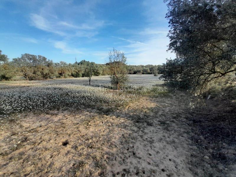 Foto b6aa7d6a-72c0-4abe-8e92-726b9de3aea6. Finca rústica ocasion fi8nca rustica de 0,6 has con camino asfaltado cerca de asco en Ascó