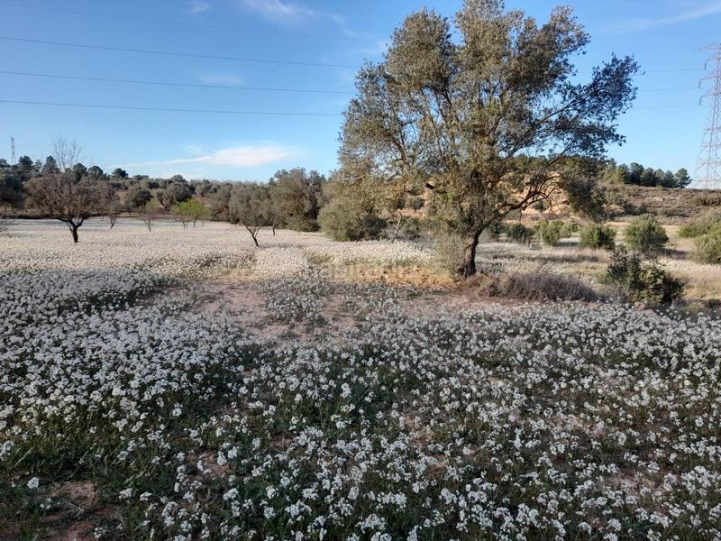 Foto f35e317a-5d65-44a9-8f13-6a3b61dc91c9. Finca rústica ocasion fi8nca rustica de 0,6 has con camino asfaltado cerca de asco en Ascó