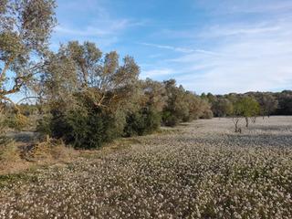 Finca rústica a Ascó. Ocasion fi8nca rustica de 0,6 has con camino asfaltado cerca de