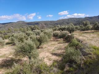 Finca rústica a Vinebre. Ocasion finca rustica lantada de olivos en la torre de lespanyol